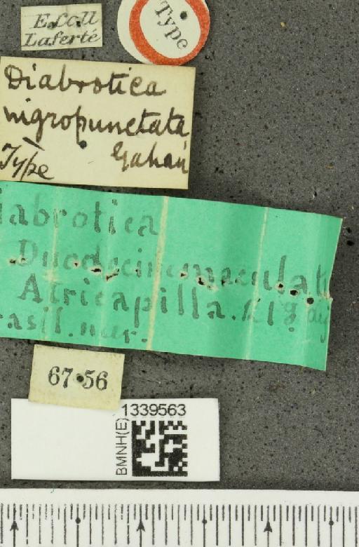 Paranapiacaba nigropunctata (Gahan, 1891) - BMNHE_1339563_label_22395