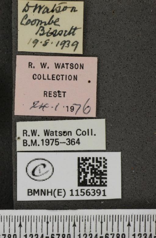 Lysandra coridon (Poda, 1761) - BMNHE_1156391_label_107588