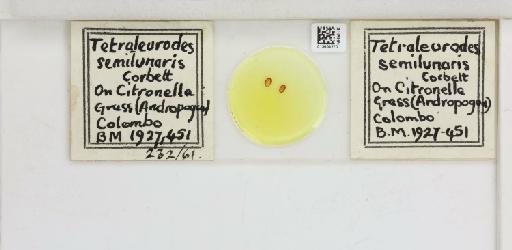 Crescentaleyrodes semilunaris Corbett, 1926 - 013500270_117713_1091979_157852_Type