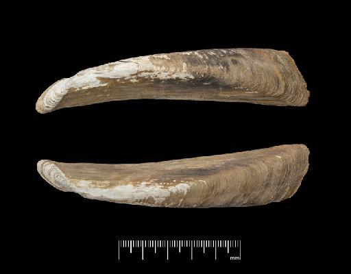 Mycetopus falcatus subterclass Palaeoheterodonta E. T. Higgins, 1868 - 1868.4.3.6, SYNTYPE, Mycetopus falcatus Higgins, 1868