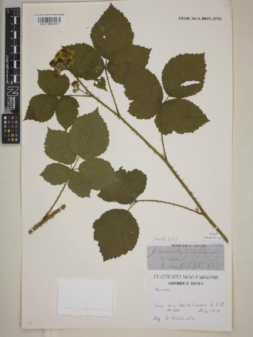 Rubus × semifimbrifolius Kük. - BM013865855