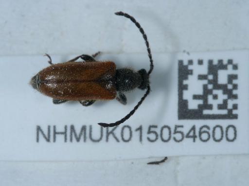 Pseudovadonia livida (Fabricius, 1776) - 015054600_2