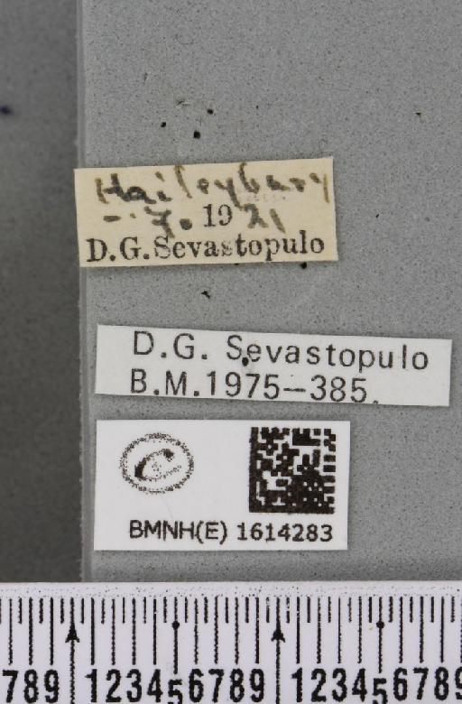 Scotopteryx chenopodiata (Linnaeus, 1758) - BMNHE_1614283_label_306284