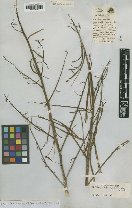 Camissonia californica (Nutt. ex Torr. & A.Gray) Raven - BM001024363
