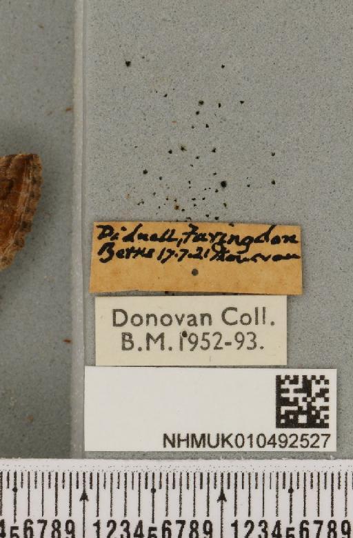 Autographa gamma (Linnaeus, 1758) - NHMUK_010492527_label_548185