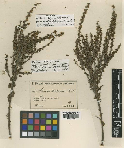 Acacia chrysocephala Maslin - BM000796712