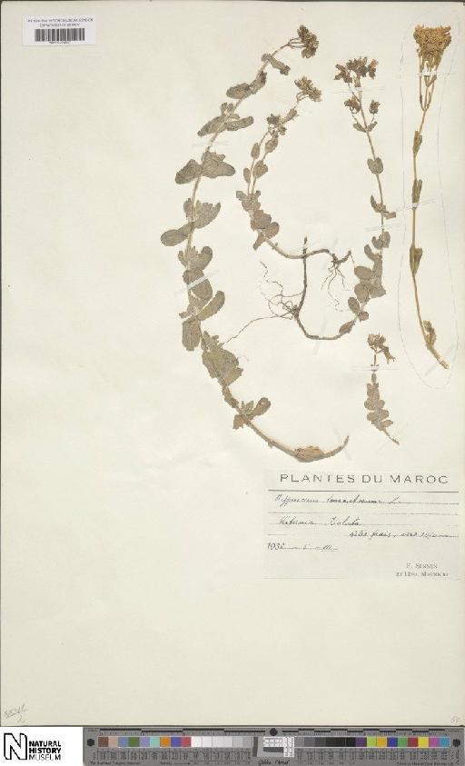 Hypericum tomentosum L. - BM001204637