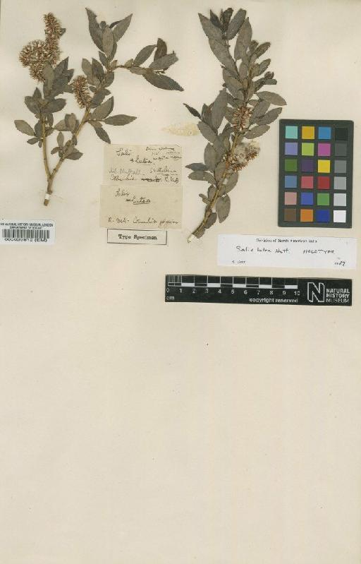 Salix lutea Nutt. - BM000029812