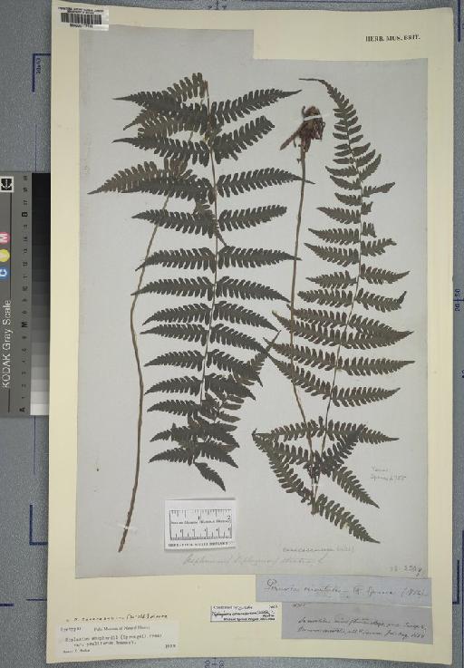 Diplazium caracasanum (Willd.) T.Moore - Spruce - BM000777186