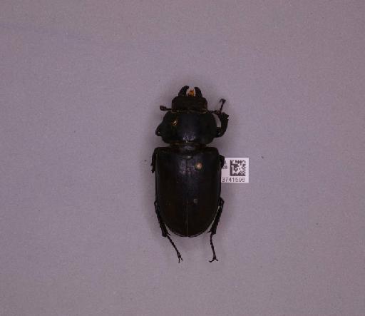 Lucanus cervus (Linnaeus, 1758) - 013741596_237485_1881597