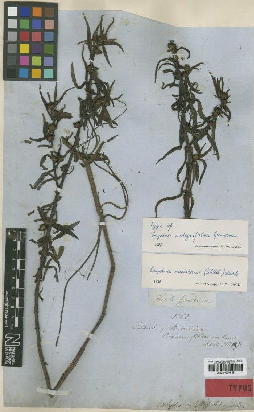 Enydra radicans (Willd.) Lack - BM001009528