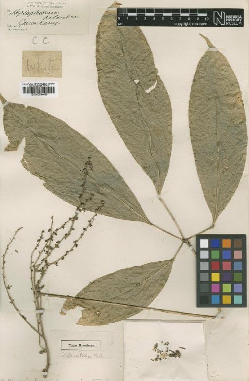 Schefflera octandra Ridl. - BM000944805