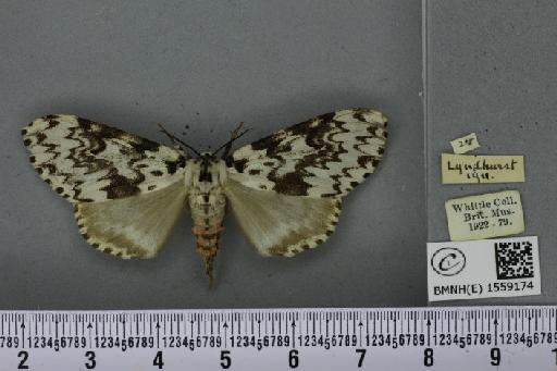 Lymantria monacha ab. mediofasciata Lempke, 1947 - BMNHE_1559174_251879