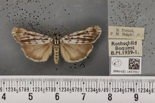 Coscinia cribraria bivittata (South, 1900) - BMNHE_1663503_283232