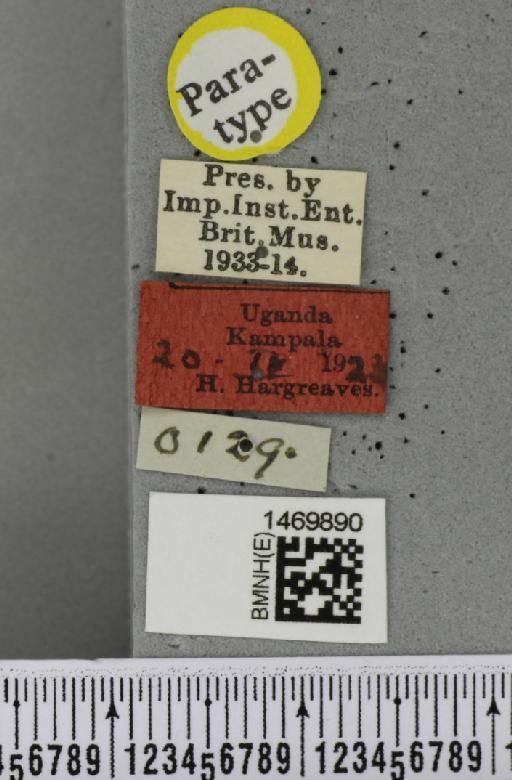 Melanagromyza chalcosoma Spencer, 1959 - BMNHE_1469890_label_45048