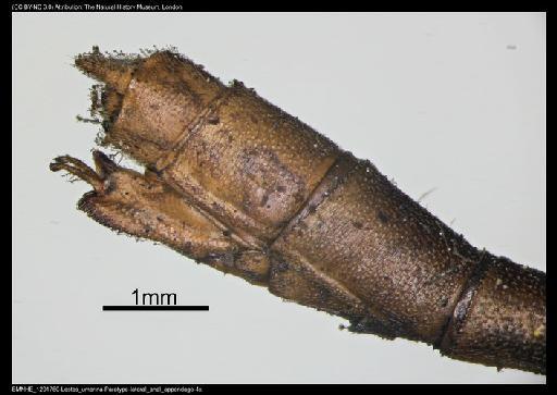 Lestes umbrinus Selys, 1891 - BMNHE_1201780-Lestes_umbrina-Paratype-lateral_anal_appendage-4x