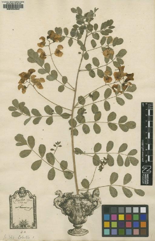 Colutea arborescens L. - BM000646647