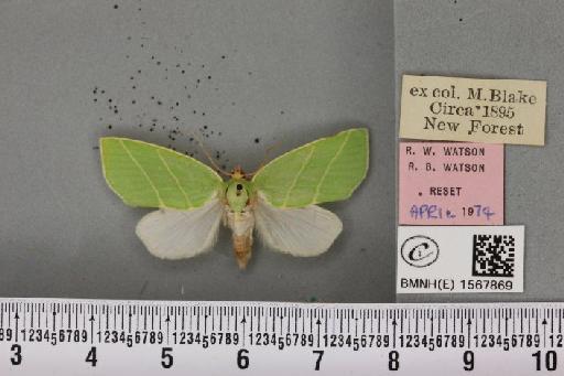 Bena bicolorana (Fuessly, 1775) - BMNHE_1567869_293313
