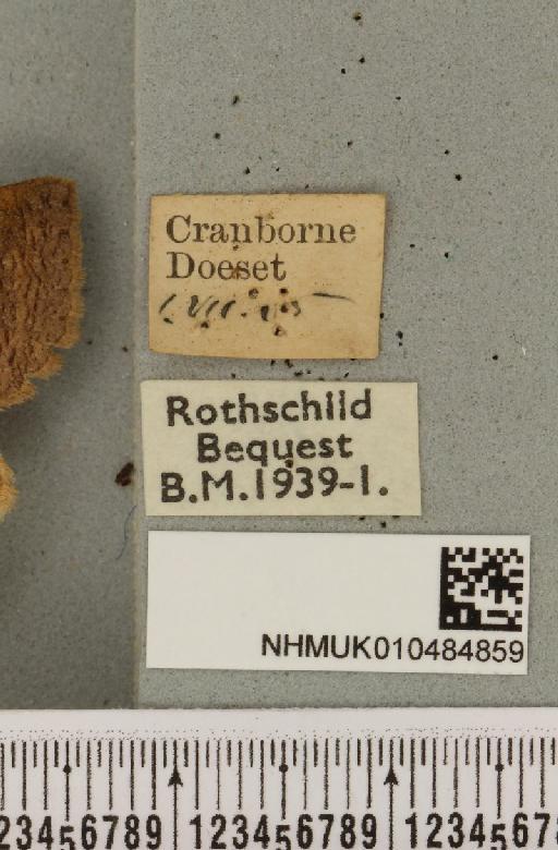 Lygephila pastinum ab. ludicra Haworth, 1809 - NHMUK_010484859_label_540807