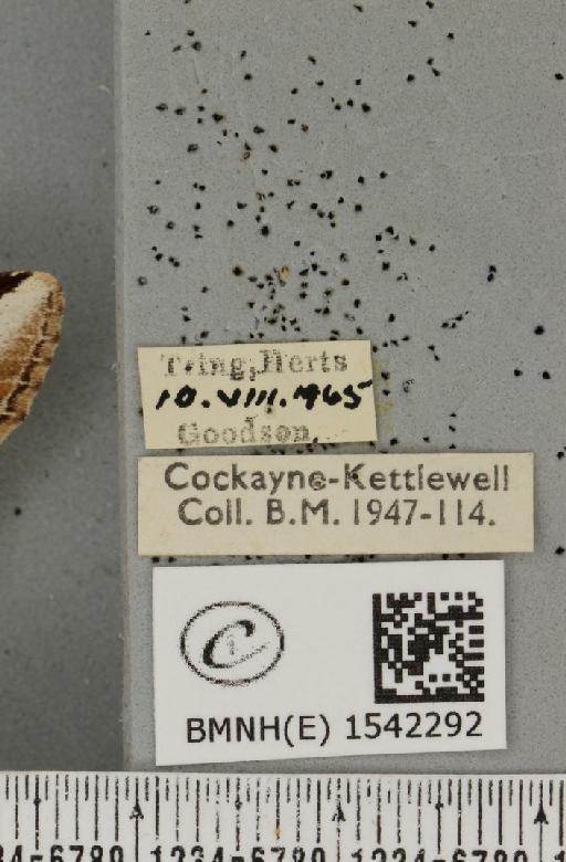 Pheosia gnoma (Fabricius, 1777) - BMNHE_1542292_label_246014