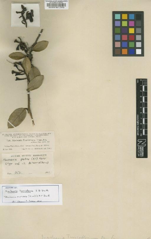 Macleania rupestris (Kunth) A.C.Sm. - BM000582302