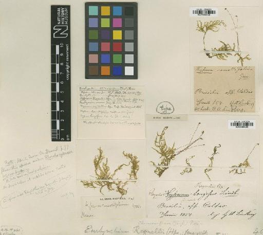 Oxyrrhynchium remotifolium (Grev.) Broth. - BM000964528_a