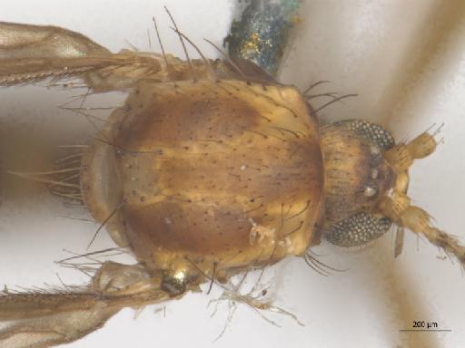 Ditomyia fasciata (Meigen, 1818) - 010210664_Ditomyia_fasciata_thorax_dors