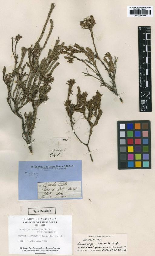 Leucopogon assimilis (R.Br.) - BM000907496