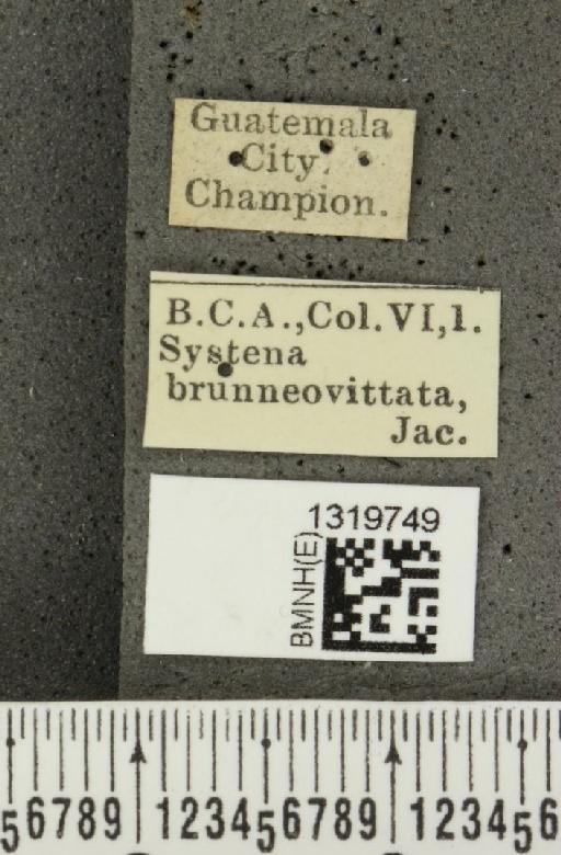 Systena brunneovittata Jacoby, 1884 - BMNHE_1319749_label_26694