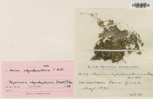 Plagiomnium rhynchophorum (Hook.) T.J.Kop. - BM000960133