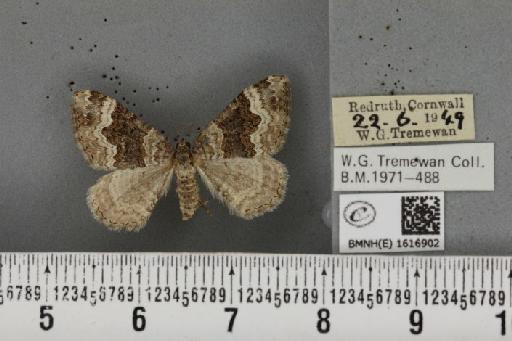 Epirrhoe galiata (Denis & Schiffermüller, 1775) - BMNHE_1616902_317290