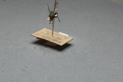 Ravinia pernix (Harris, M., 1780) - 015087955_additional_3