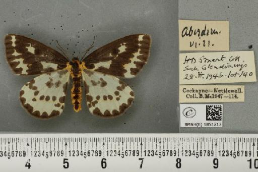 Abraxas grossulariata (Linnaeus, 1758) - BMNHE_1851212_414610