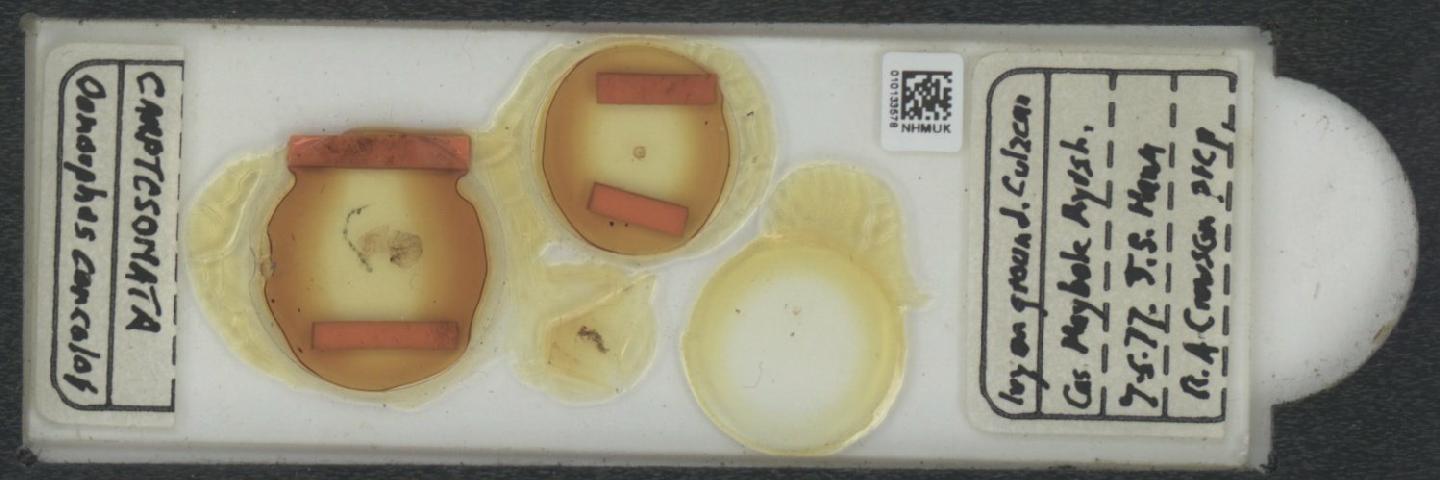 Oomorphus concolor