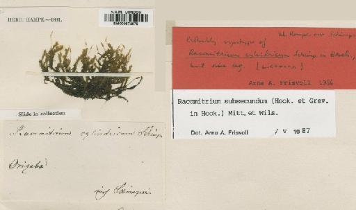 Racomitrium subsecundum (Hook. & Grev.) Mitt. & Wilson - BM000872878