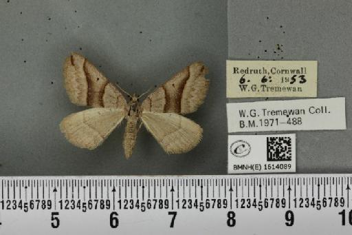 Scotopteryx mucronata umbrifera (Heydemann, 1925) - BMNHE_1614089_303461