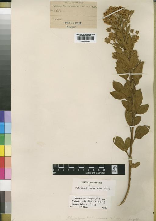 Pearsonia cajanifolia subsp. cryptantha (Baker) Polhill - BM000843647