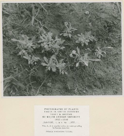 Primula rhodochroa W.W.Sm. - BM000996905_a