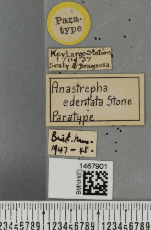 Anastrepha edentata Stone, 1942 - BMNHE_1467901_label_40509