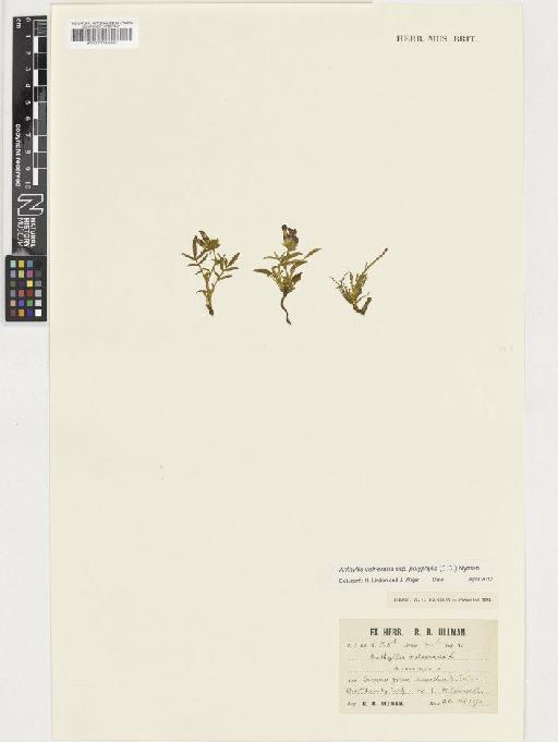 Anthyllis vulneraria subsp. polyphylla (DC.) Nyman - BM001036642