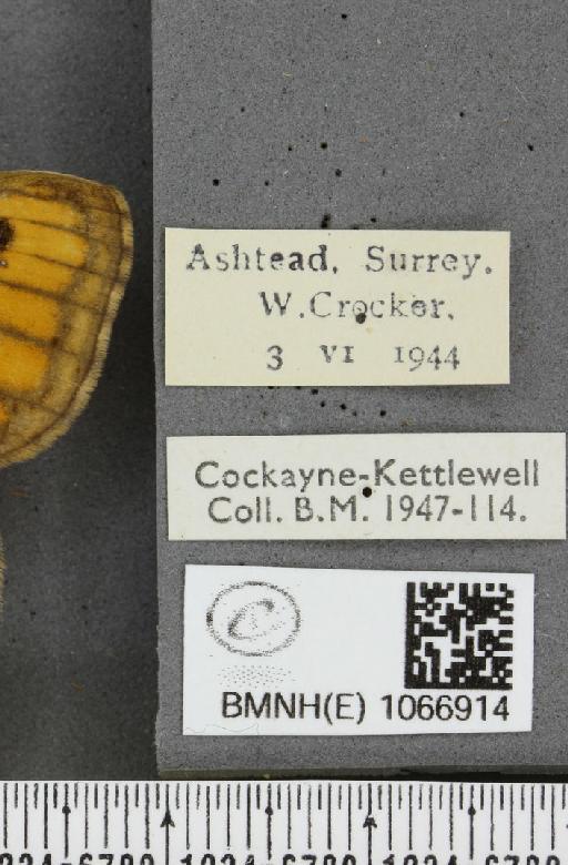Lasiommata megera ab. pallida Gillmer, 1908 - BMNHE_1066914_label_28601