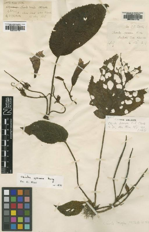 Henckelia speciosa (Kurz) D.J.Middleton & Mich.Möller - BM000997765