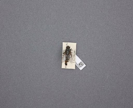 Sarcophaga (Thyrsocnema) incisilobata Pandelle, 1896 - 015093392_234562_1297059