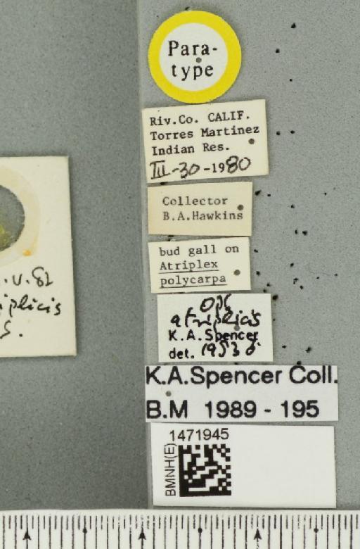 Ophiomyia atriplicis Spencer, 1984 - BMNHE_1471945_label_47012