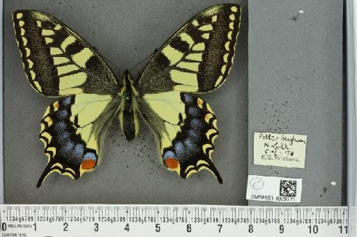Papilio machaon britannicus Seitz, 1907 - BMNHE_1089771_69601