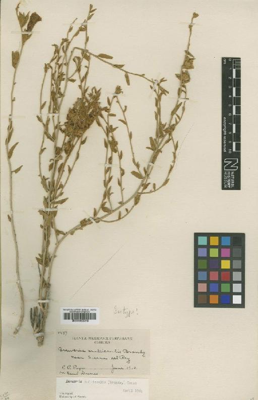 Bonamia multicaulis (House) Hallier f. - BM000953218