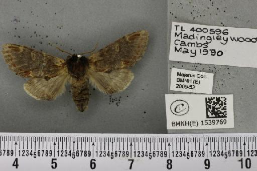 Notodonta dromedarius (Linnaeus, 1758) - BMNHE_1539769_244483