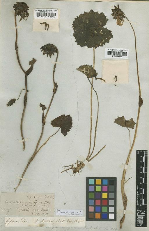 Cremanthodium reniforme (DC.) Benth. - BM000996048