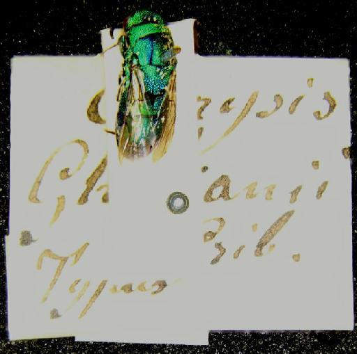 Chrysis ghilianii Gribodo, 1879 - 968251a