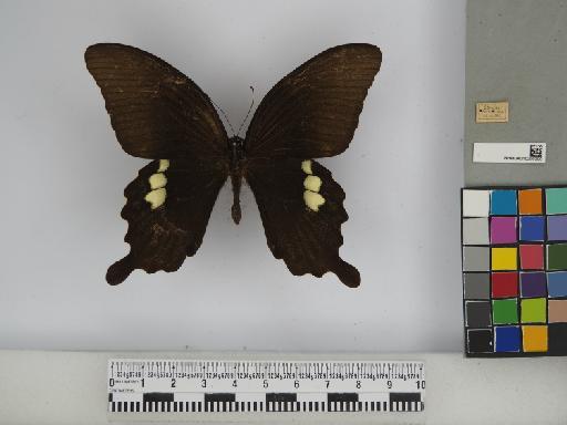 Papilio fuscus pertinax Wallace, 1865 - 010290300 Papilio fuscus